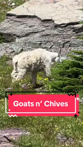 channeling my inner mountain goat and eating some wild chives (Allium schoenoprasum) while hiking in Glacier National Park! I LOVE THE BBY MOUNTAIN GOAT 😭🩷🩷🩷