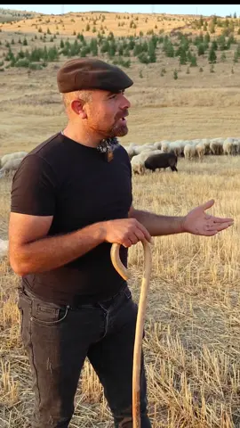 Susuzlu Üretici Çoban Mahmut, koyunculuk para kazandırır mı anlatıyor... #çoban 