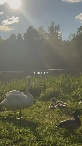 NATURE <3 #nature #animals #naturevibes 