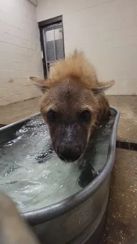 Here’s more hyena content for your feed 🥹 Pili loves a good splash! 🌊  Visit our hyena family and the rest of our animal residents this weekend! Open Friday- Sunday 10 am- 4 pm!  #hattiesburgzoo #mississippi #zoo #hattiesburg #hyena 