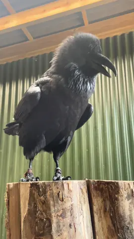 You’ve almost made it to the end of the week, your prize is Loki busting out the Gwah machine for your hearing pleasure! #loki #lokitheraven #gwah #raven #london     