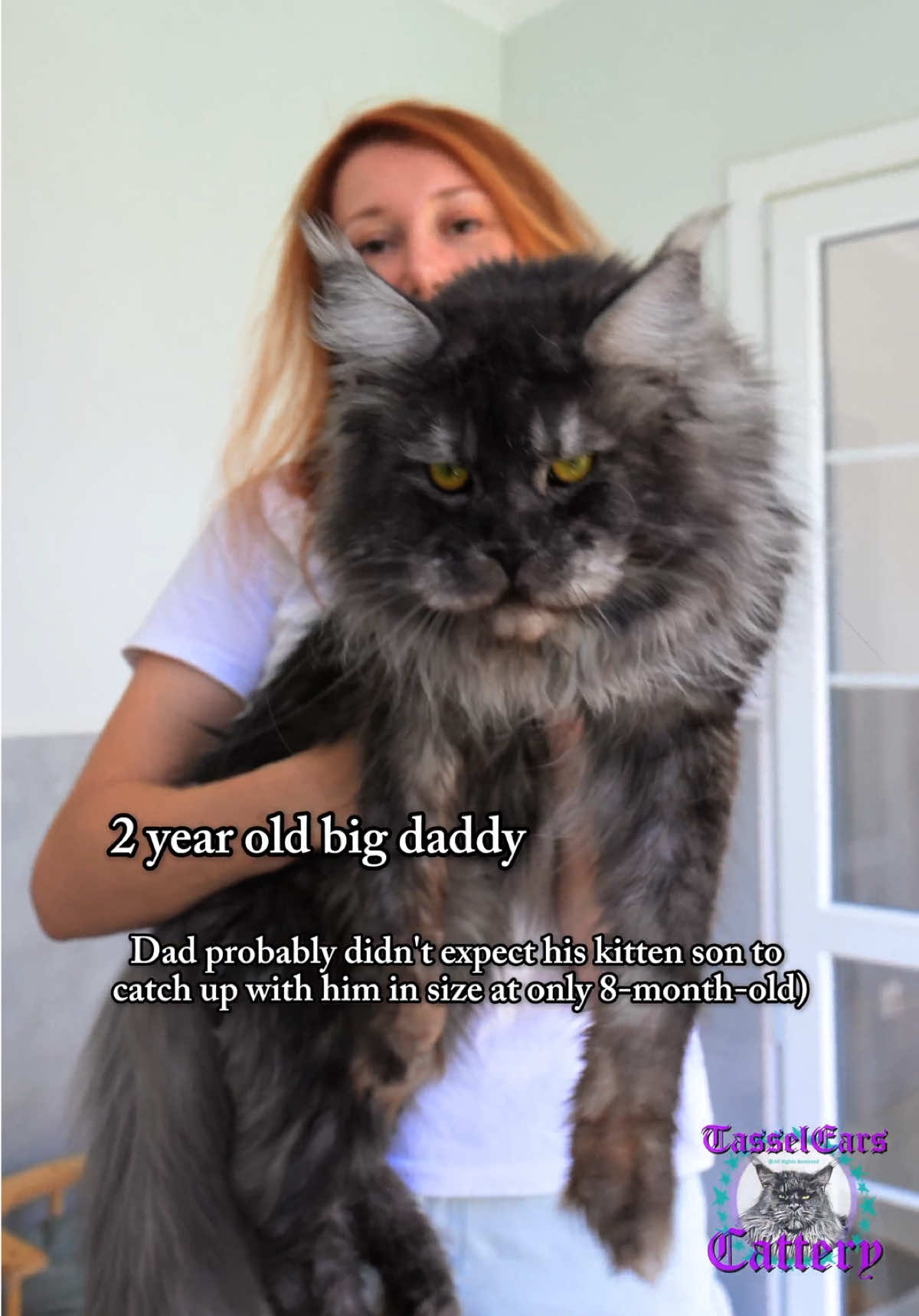 Monthly growth update of our future king Sugar. The kitten is 8 months old now and here is how he compares to his dad Thor! #mainecoon #blackcat #bigcat #catlover 