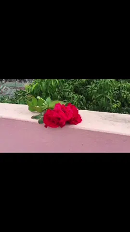 শুধু ফুল দিলে হয় না  ফুলের মতো যত্ন করে রাখতে হয়☺️🌱#foryou#vairal# Ternig#tunny mirza💚🌹🌱