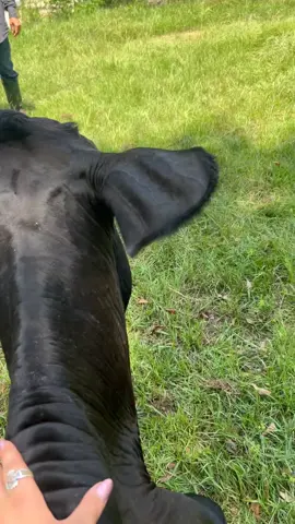 #hillarious #fail #cows #fyp 