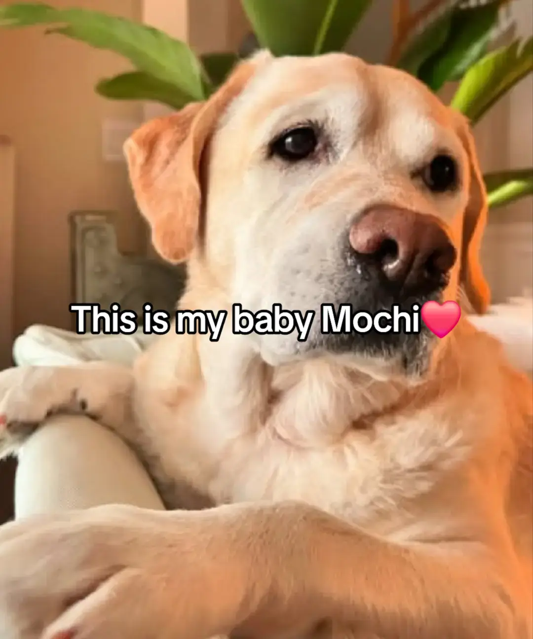 This is Mochi my little baby, my best friend, my whole world. She was just diagnosed with a life-threatening illness, and without treatment..she won't make it. The vet said we need $4300 to start her care and give her a real chance Watching her get weaker each day is the hardest thing l've ever faced. 1 just want to hold onto her a little longer. Please...if you see this, help us. Even $1 or just a share could save her life, She's only 4 years old ...she still has so much love left to give Help us save Mochi's life. Thank you from the bottom of my heart #savemydog #savemybaby #doglove 