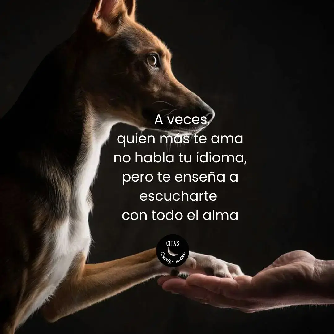Mi nuevo libro  