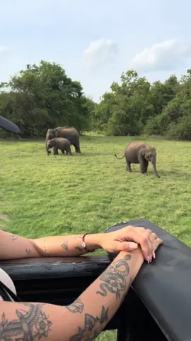 🥹🐘🇱🇰#safari #kaudulla #srilanka #safaripark #elefant 