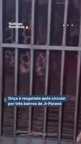 A #onça que vinha sendo avistada nos bairros Ecoville, #CidadeJardim e Urupá, em #JiParaná, foi capturada no dia 12/08 durante uma operação do #CorpoDeBombeiros em parceria com o #lbama. A ação garantiu a segurança da população e do próprio animal, que será encaminhado para um local adequado e seguro.