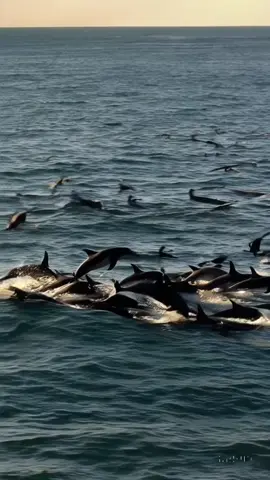 Dolphins Spotted on the shore Clip 2