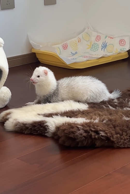 Mischievous ferret.#animals #happy #ferret #foryou 