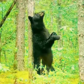 🕺🐻💃🏼🐻🕺I love seeing the clever ways bears itch themselves lmao || clips sourced from BBC Earth, Eastern Oregon Trail Camera on yt, Toogee Sielsch/ “Tahoe Toogee”, Wildlife Tracker on yt, Canada Wildlife Cams on yt, roy_sk on yt, Brad T on yt, Andrew Hendry on yt, Rocky Mountain Trail Cams on yt, Woodlots BC on yt, Maine Woodsbooger on yt, Filipino American Vlogs on yt, Donna Gail Shaw via Alaska Public Media on yt, Yukon Wilderness Experience on yt, Trail Camera Adventures. Mt St Helens Washington on yt, Campark Camera, Debra Howell #bears #edit #dancingbears #musicedit #bearcore 