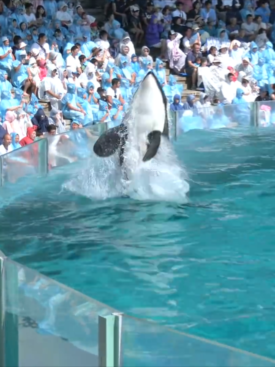 #orca #orcas #jessica 