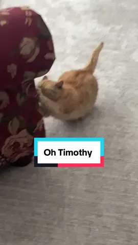 I love coming home to my baby 🥹  #fyp #catsoftiktok2025 #catsoftiktok #fypシ #kitty 