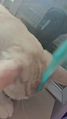 #kitty #고양이.