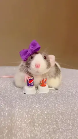 Pocket says challenge accepted! 🐭🍸💕 We just had to do this #NikkiMinaj pose challenge! 😆 I tried do do all four legs … but Pocket’s back end had too much “fluff”, you couldn’t see the cooking pots and soda cans under her feet! 😂😂  What incredible balance Pocket has! ✨ #ratshavefeelingstoo #rat #rats #ratsoftiktok 