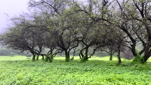 #salalah🇴🇲 #fyp #wadidarbat 