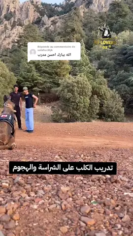Réponse à @salahucl6jk تدريب الكلاب على الهجوم يكون بعد التحكم التام فالكلب  #أنت_افضل_مدرب_لكلبك #تدريب_كلاب #كلاب_شرسة #مالينوا #كلاب #k9 #جبال_الونشريس 