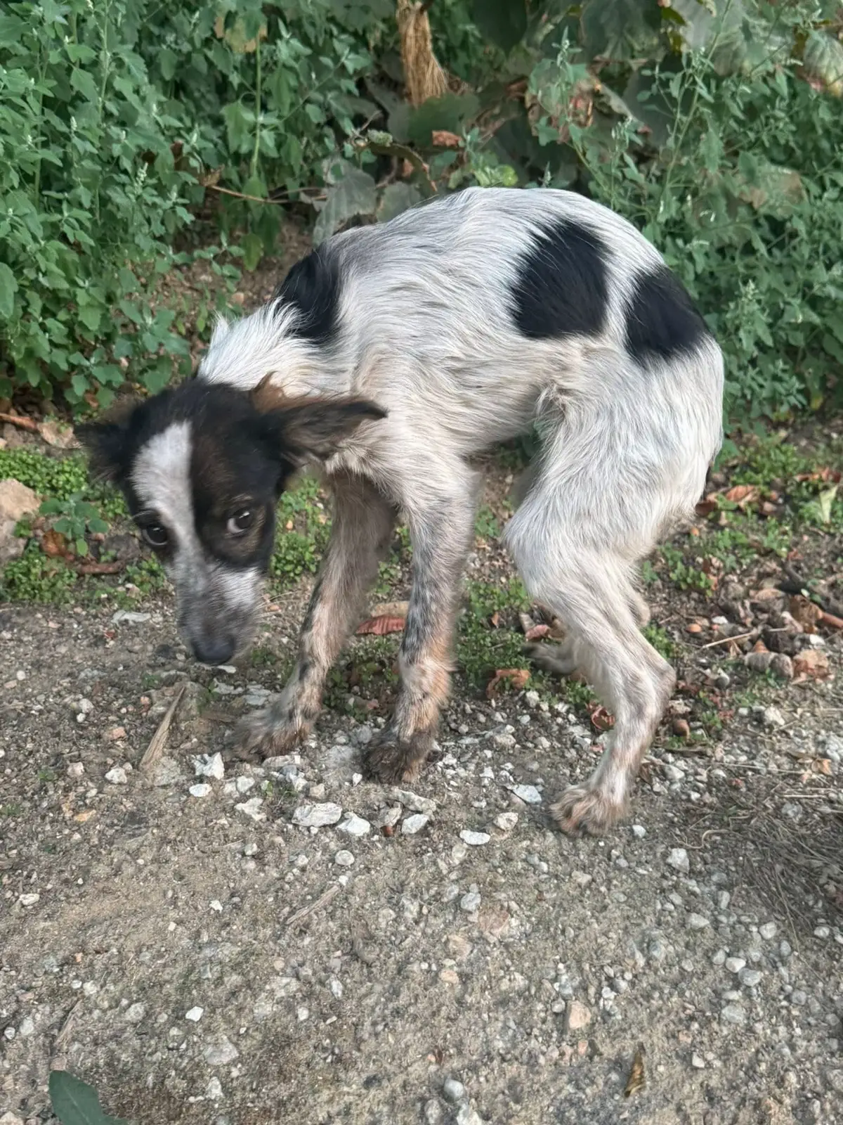 All alone in the world, scared, starving hungry and abused by humans. She was so truly terrified. Now safe in the vet clinic near Bucharest and will soon start her journey to Melisa and the sanctuary of her love. Full or not, we could not ignore her desperate pain.