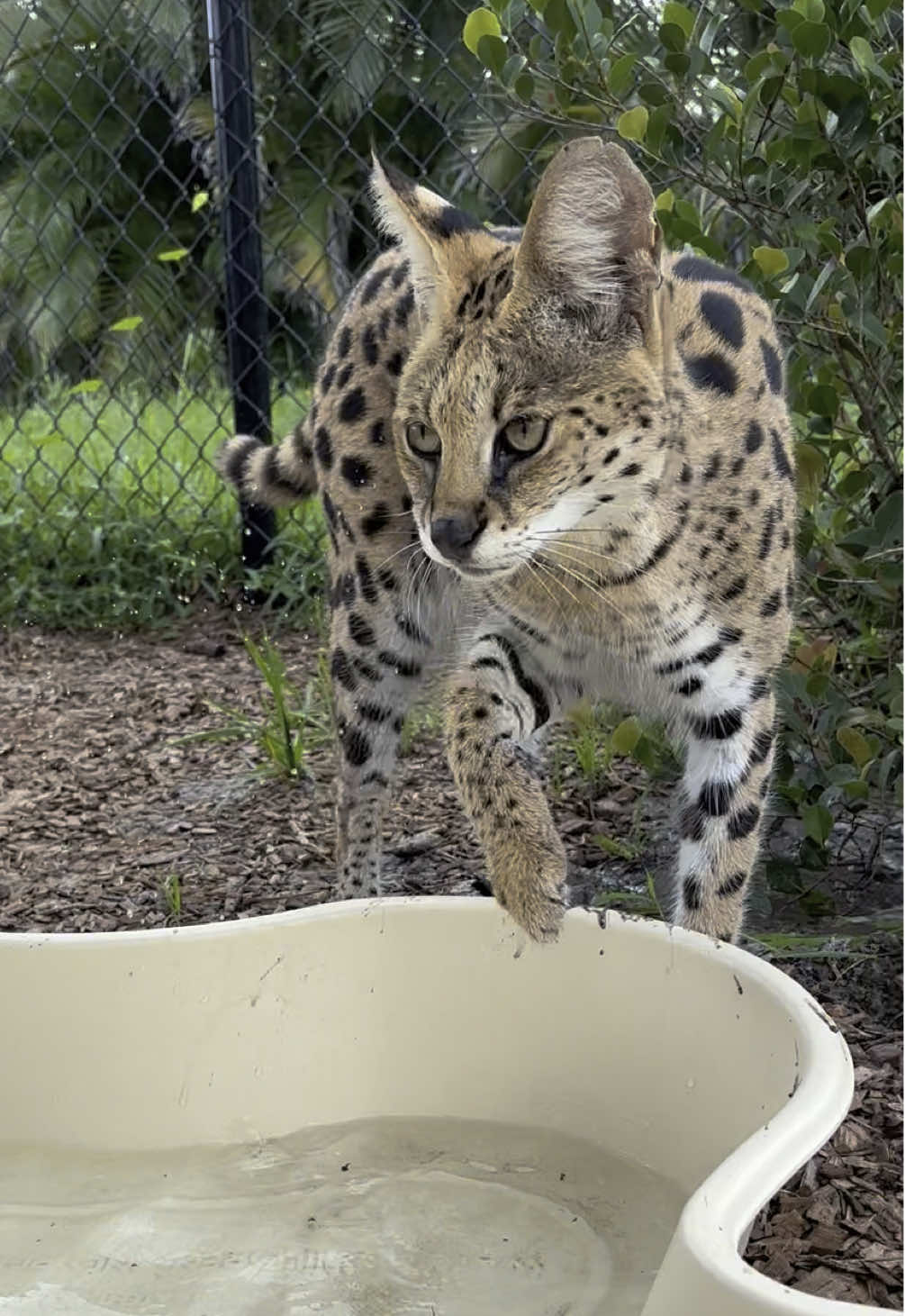 Mia doesn’t need help keeping her enclosure clean, she’s got it all under control! #fypage #fyp #serval #sillycat #catsoftiktok 
