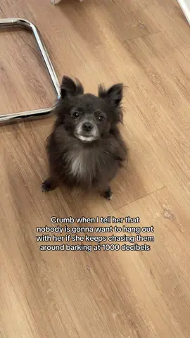 She’s not very good at expressing her feelings #pomeranian #funnydogs #blackpomeranian #smalldogsoftiktok #yappydog 
