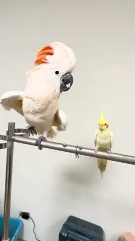 little rascal #birds #parrot #cockatoo #parrotsoftiktok #parrott 