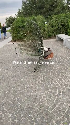 #creatorsearchinsights #peacock #moment #species 