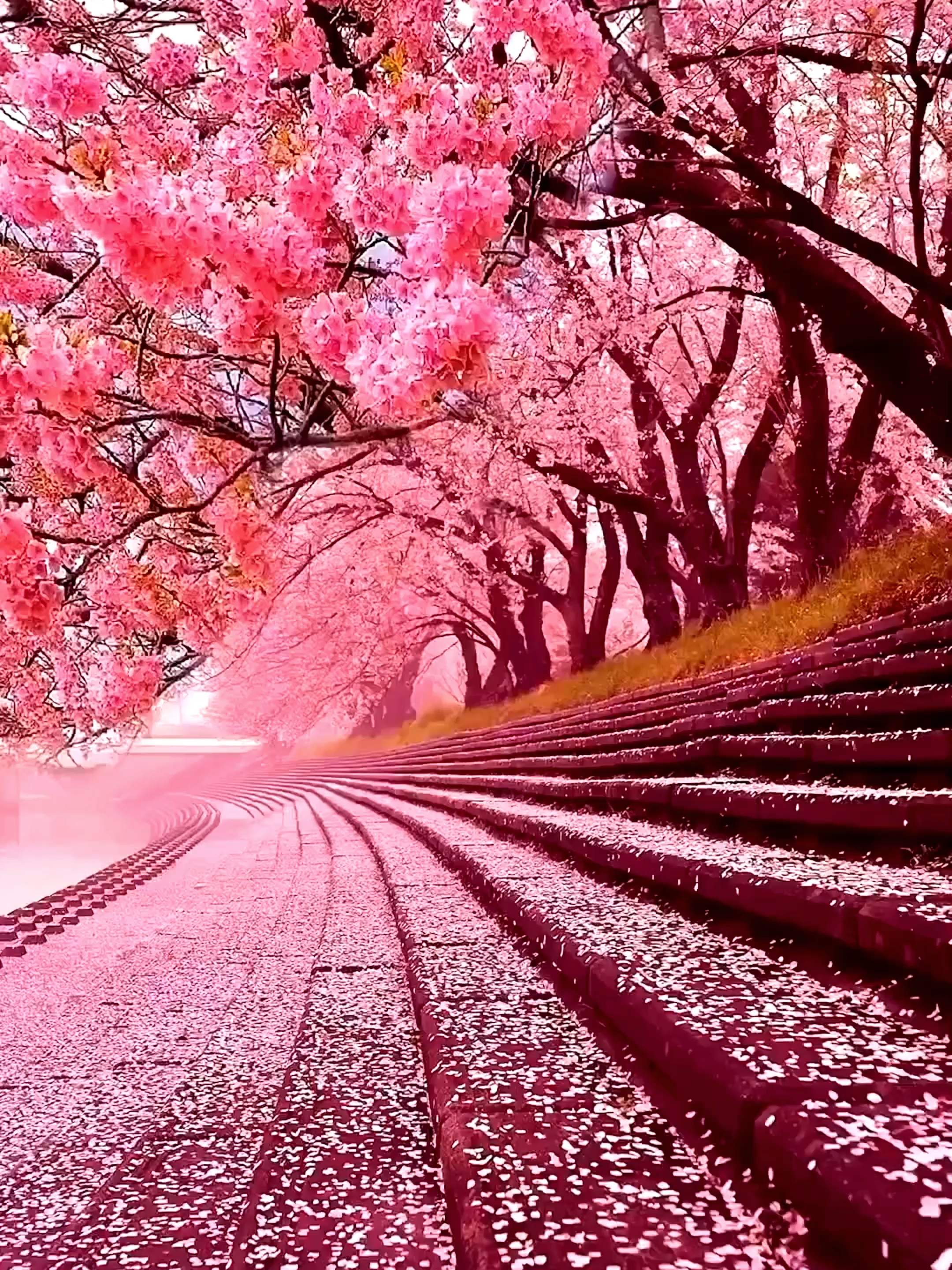 Love nature ❤️🌿🌸 #road #naturebeauty #naturelover #niceview #amazing #relaxing #videobackground #livewallpaper #longervideos #freetouse #usenow #flowers #viral #foryoupage #foryou