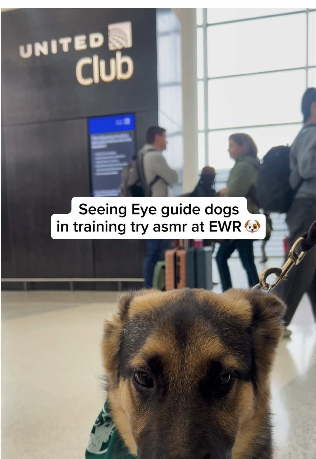 translation: woof 🐶🎤 #SeeingEyeDogs #Puppy #ServiceDog #Newark #UnitedAirlines 