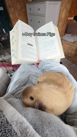 Such a polite gentleman #guineapigs #guineapigsoftiktok #guineapiglove 