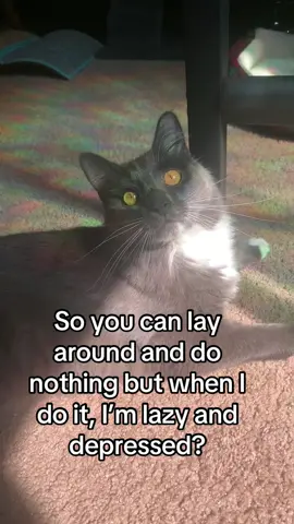 Make it make sense #cat #catsoftiktok #catlife #PetsOfTikTok #meow 