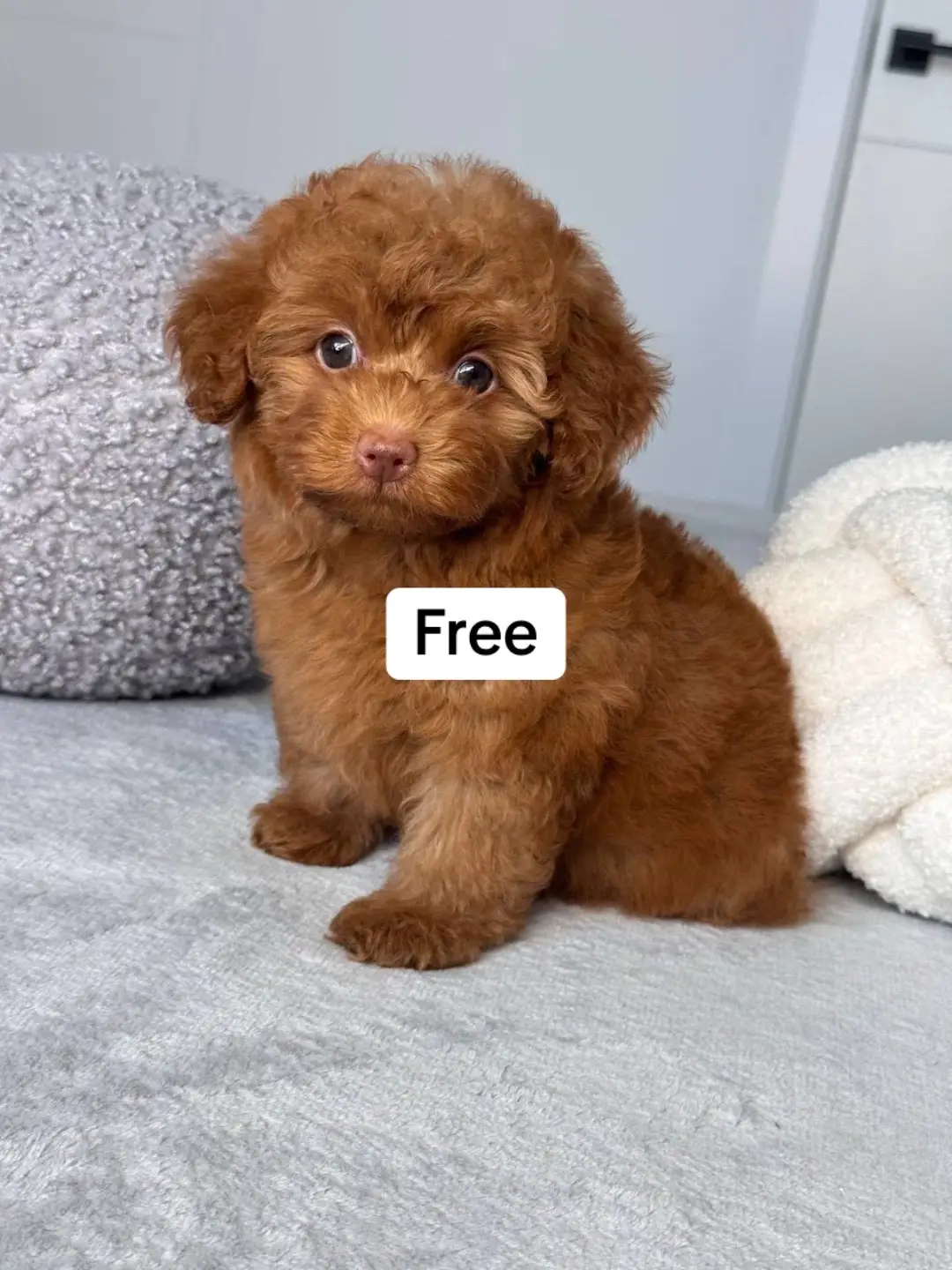 #PuppyCuteness  #LoveablePuppies  #PuppyPlaytime 