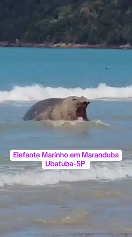 VISITA ILUSTRE EM MARANDUBA! Turistas foram surpreendidos com um Elefante-marinho curtindo a Praia de Maranduba em Ubatuba. Isso mesmo ELEFANTE MARINHO😮 Pra quem não sabe, esses bichinhos costumam viver em águas mais frias, então encontrar um por aqui é raridade — a probabilidade de isso acontecer de novo? Quase a mesma de ver um pinguim tomando sol na areia! 🏖️😂 E olha… se até o Elefante é -marinho resolveu dar um pulinho em Maranduba, o que você tá esperando? Nosso chalezinho fica a apenas 800 metros da praia e temos vagas para a próxima viagem. Vem você também descansar, nadar e — quem sabe — conhecer o próximo visitante ilustre. 🐾 📅 Reserve já sua estadia!