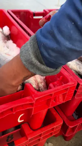 El viejo truco del crepe ajá ! #pesca #terminalpesquero #norte