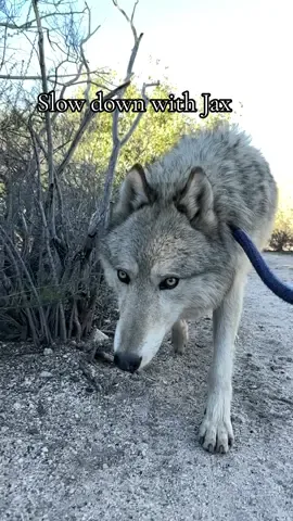Slowing it down with Jax, exploring the sanctuary ☀️ 🐺  #wolfconnection #wolfsanctuary #wolftok #wolfrescue #animalsanctuary  