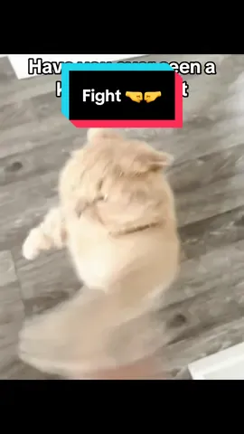 Fighting club #fyp #kittycat #cat 