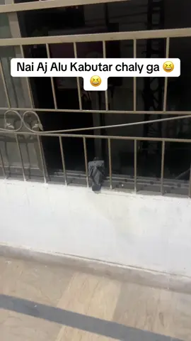 #alukabutar #fyp #viral_video #funnytiktok #trending #pakistan #viral #creatorsearchinsights 