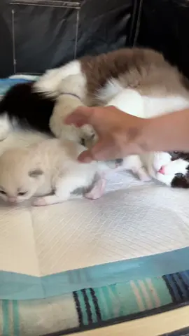 Introducing the names chosen for Strawberry's kittens 