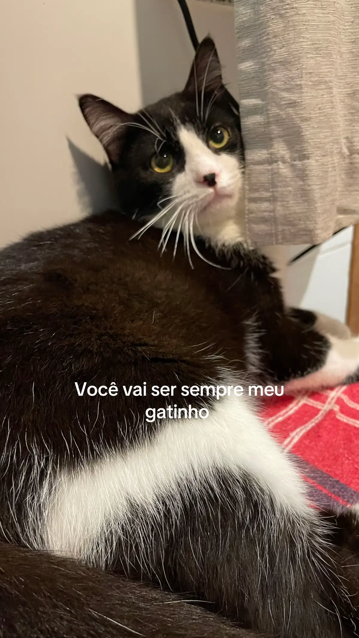 #cat #catsoftiktok #flypシ 