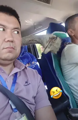 Can not stop laughing! 🤣 #funnymoments #funnyanimals #funnybirds 