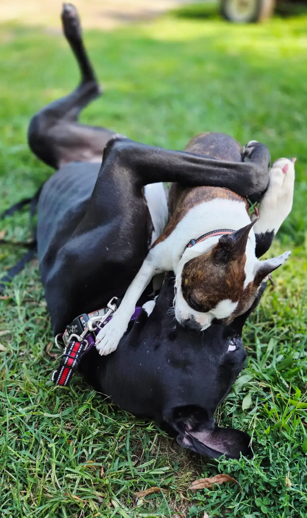 From being abandoned, to life of the streets,  then she found her happy place ! #dogpack #dog #dogsoftiktok 