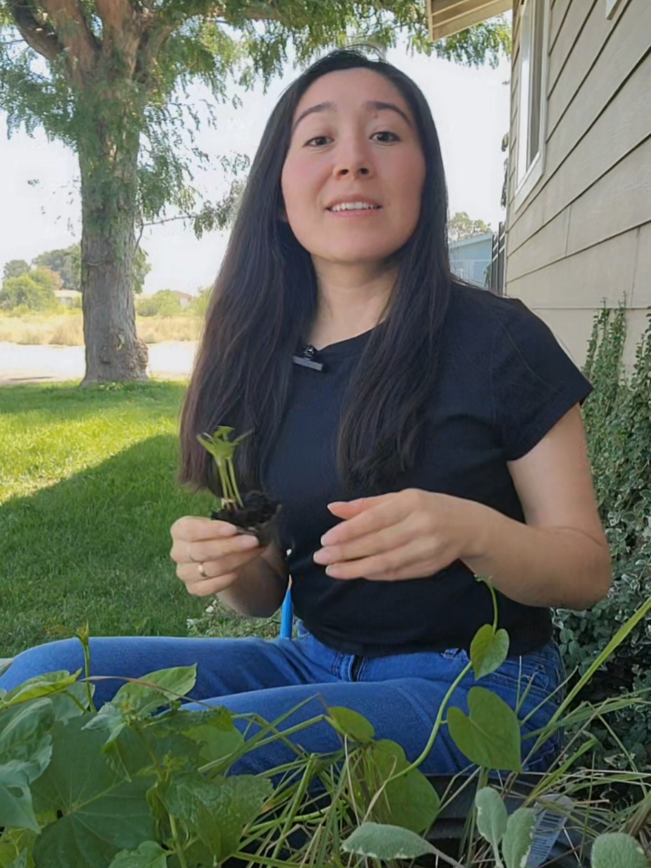 99% de plantas se muere por estas 3 razones  tips de jardinería  jardinería para principiantes  huertos urbanos  huertos en macetas 