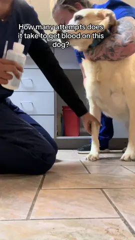 #fyp #vettech #vetmed #catsoftiktok #dogsoftiktok 