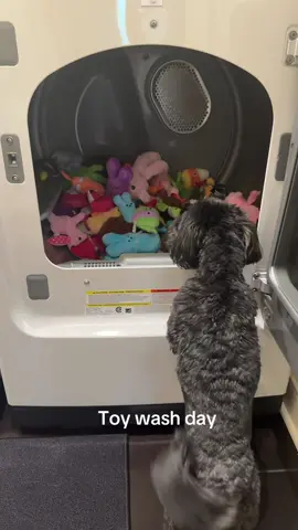 #dog #waiting #toys #fyp