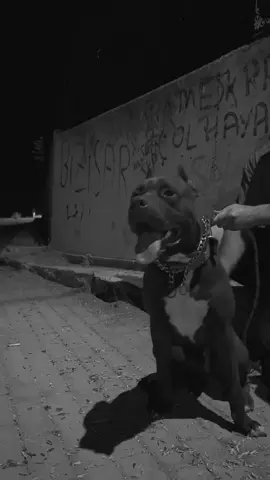 Gecenin parlayan yıldızı#dogsoftiktok #pitbull #keşfetteyizzz #foryoupage❤️❤️ #fyyyyyyyyyyyyyyyy 