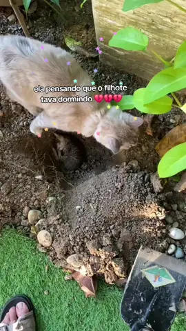 tadinha vey🫤 #gatos