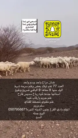 #حراج_الطائف_مكه_جده 