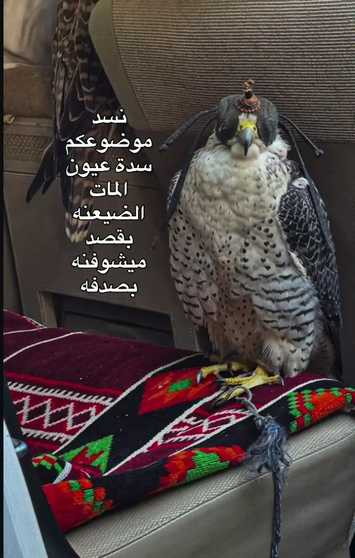 الضيعنه بقصد ميشوفنه بصدفه. !! الحساب إلئ محبين الشعر العراقي.