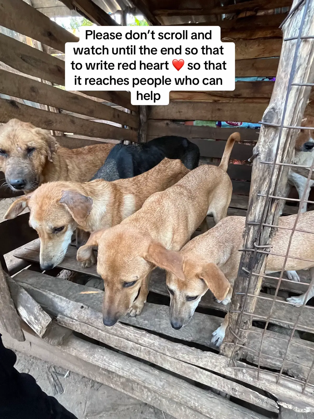 Please consider donating to help these babies from hunger I really call upon all dog lovers to come and help these street dogs link in bio to donate anything little helps our dogs  #help #do #foryoupage #hanningtondogsshelter #govitalvideotiktok 