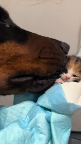 #cute #animals #funny 
