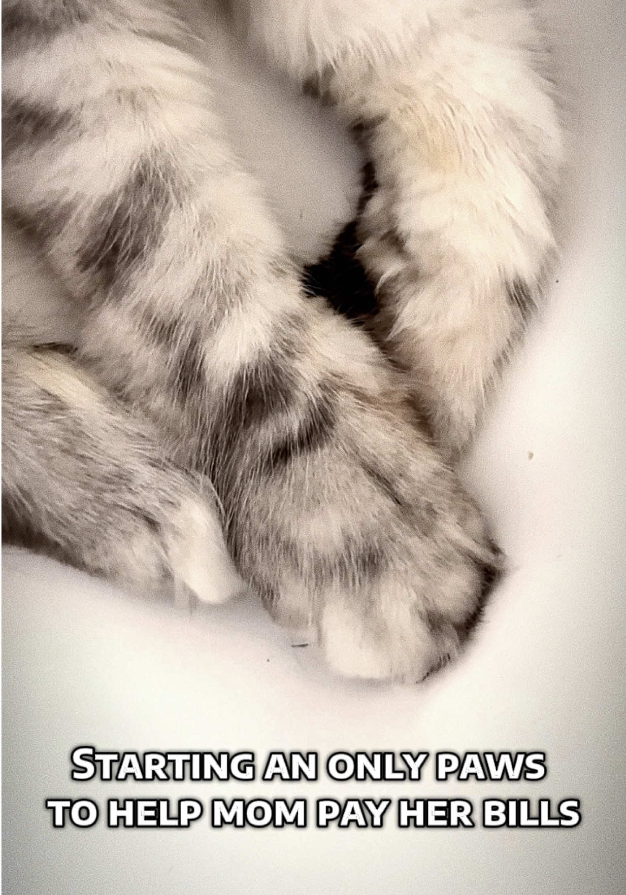 Would you sign up?! 😻 #onlypaws #mainecoonkitten #catpaws #fyp #funnycatvideos